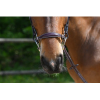 Muserola hackamore Jump'In Mogno Bord&amp;ocirc;