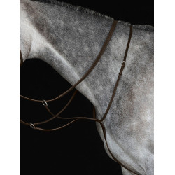 Martingale de placa IV Collegiate