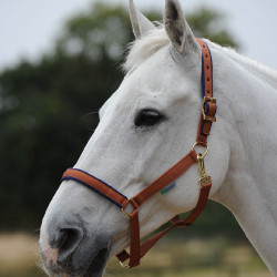 Caveção Bucas Dublin Marrom / azul-marinho Castanho Caveção Bucas Dublin Marrom / azul-marinho Castanho