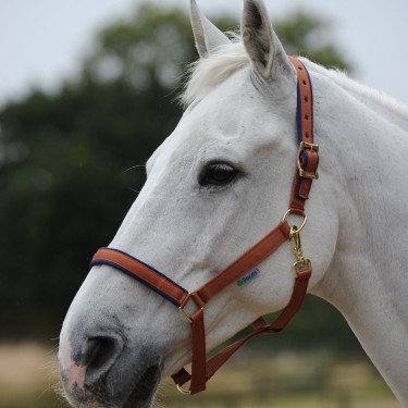 Caveção Bucas Dublin Marrom / azul-marinho Castanho Caveção Bucas Dublin Marrom / azul-marinho Castanho