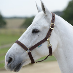 Caveção Bucas Dublin Castanho / castanho Caveção Bucas Dublin Castanho / castanho