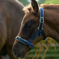 Caveção Bucas Dublin Azul-marinho / prata