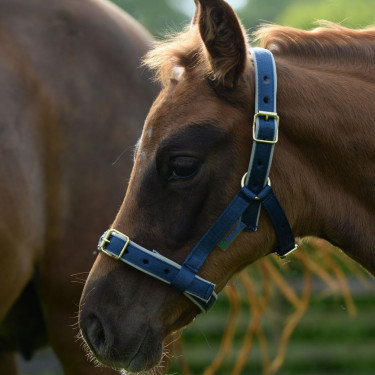 Caveção Bucas Dublin Azul-marinho / prata Caveção Bucas Dublin Azul-marinho / prata