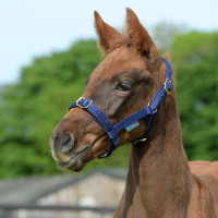 Caveção Bucas Dublin Azul-marinho / prata