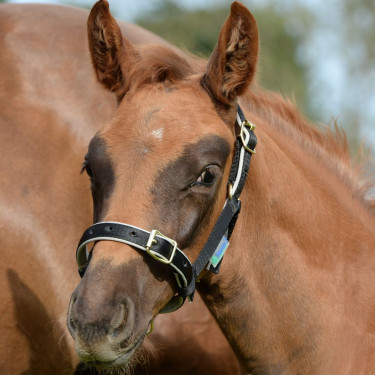 Caveção Bucas Dublin Preto / prata Caveção Bucas Dublin Preto / prata