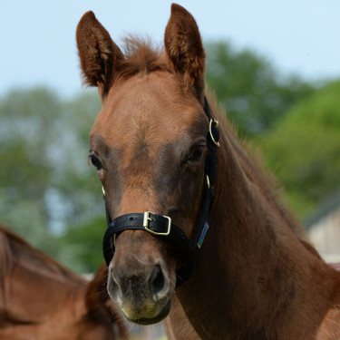 Caveção Bucas Dublin Preto / preto Caveção Bucas Dublin Preto / preto