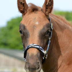 Caveção Bucas Dublin Zebra / preto Motivos Caveção Bucas Dublin Zebra / preto Motivos
