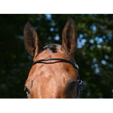 Frontal Jump'In verniz redondo Havana Castanho Frontal Jump'In verniz redondo Havana Castanho