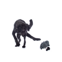 Brinquedo para cão Buddy Sheep HKM Brinquedo para cão Buddy Sheep HKM
