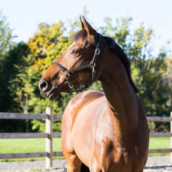 Cabresto de couro Fremont Horze