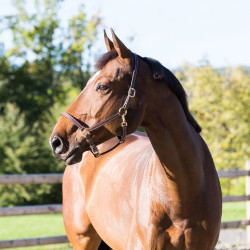Cabresto de couro Fremont Horze Cabresto de couro Fremont Horze