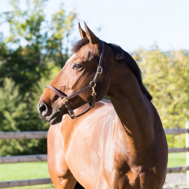 Cabresto de couro Fremont Horze Cabresto de couro Fremont Horze