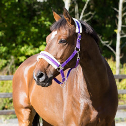 Cabresto Howard Crescendo Horze Cabresto Howard Crescendo Horze