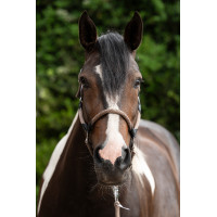 Cabresto Carlotta HKM  Cinzento-acastanhado Castanho Cabresto Carlotta HKM  Cinzento-acastanhado Castanho