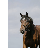 Almofada de Cabresto Riding World Preto