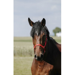Almofada de Cabresto Riding World Vermelho Almofada de Cabresto Riding World Vermelho