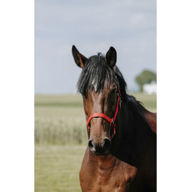 Almofada de Cabresto Riding World Vermelho Almofada de Cabresto Riding World Vermelho