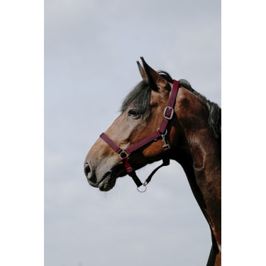 Almofada de Cabresto Riding World Almofada de Cabresto Riding World