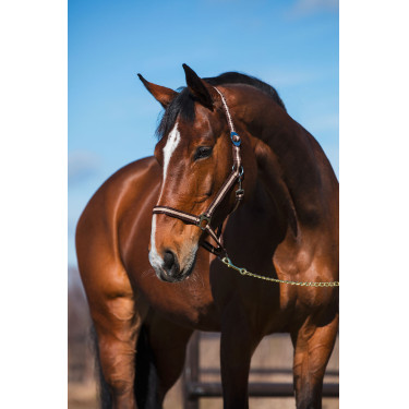 Caveção Hippo Covalliero Marrom / bege Castanho