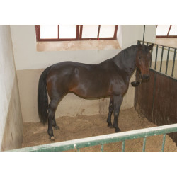 Câmera IPCam 2.0 HD