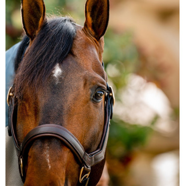 Caveção Rambo Micklem Horseware Castanho