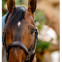 Caveção Rambo Micklem Horseware Castanho Caveção Rambo Micklem Horseware Castanho