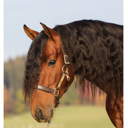 Caveção de couro acolchoado Horseware Amigo Caveção de couro acolchoado Horseware Amigo