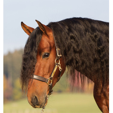 Caveção de couro acolchoado Horseware Amigo Caveção de couro acolchoado Horseware Amigo