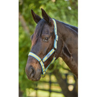 Cabezada Weatherbeeta Coordinate Azul claro / dourado / areia Multicolor