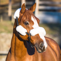 Conjunto de capas para cabresto Horze Castanho Conjunto de capas para cabresto Horze Castanho