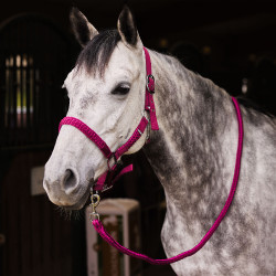 Conjunto de cabresto e guia Chicago Horze Bordô / quartzo violeta Bordô Conjunto de cabresto e guia Chicago Horze Bordô / quartzo violeta Bordô