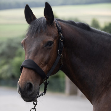 Cocheira acolchoada Graz Horze Preto