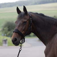 Cocheira acolchoada Graz Horze Preto