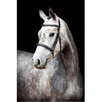 Bridon Montar Hunter Preto