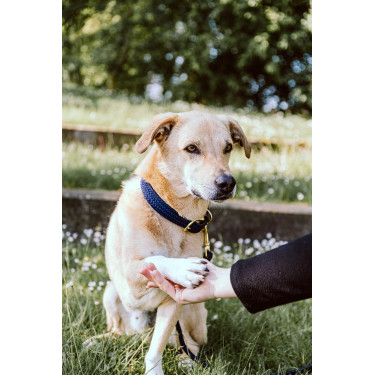 Collier pour chien Plaited Nylon Kentucky