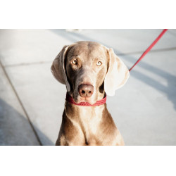 Trela para cão em nylon entrançado 200 cm Kentucky Bordéus Bord&amp;ocirc;