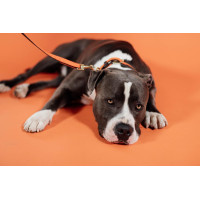 Trela para cão em nylon entrançado 200 cm Kentucky Bordéus Bord&amp;ocirc;