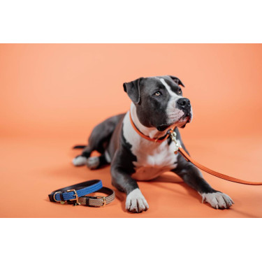 Trela para cão em nylon entrançado 200 cm Kentucky Trela para cão em nylon entrançado 200 cm Kentucky