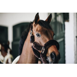 Cabeçada de cabresto de transporte para ovelha Kentucky Castanho