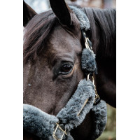 Cabeçada de cabresto de transporte para ovelha Kentucky Cinzento