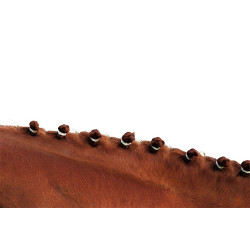Elásticos para crina Elásticos para crina