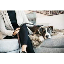 Trela para cão em contas feitas à mão Kentucky Preto