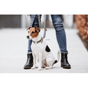 Trela para cão Pied-de-poule Kentucky