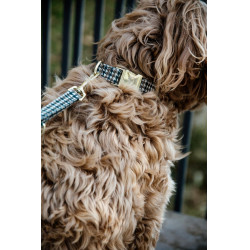 Trela para cão Pied-de-poule Kentucky Castanho