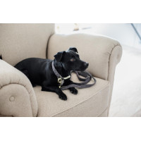 Trela para cão Wool Longa Kentucky Azul claro