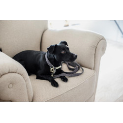 Trela para cão Wool Longa Kentucky Trela para cão Wool Longa Kentucky