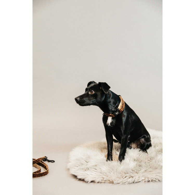 Coleira para cão Leopardo Kentucky