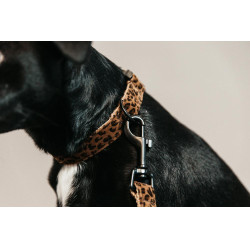 Coleira para cão Leopardo Kentucky Castanho leopardo