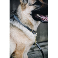 Coleira para cão Loop Kentucky Cinzento Coleira para cão Loop Kentucky Cinzento