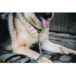 Coleira para cão Loop Kentucky Cinzento